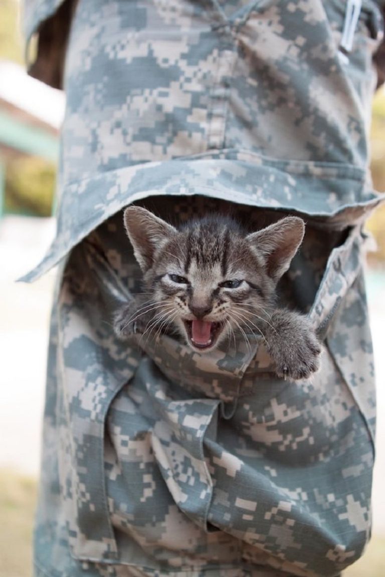 إدوارد بوركهارت يعثر على صديق جديد في آيوو جيما اليابان في فبراير 1945