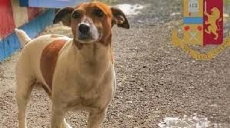 اكتشف بوتشو 2 طن من المواد غير الشرعية