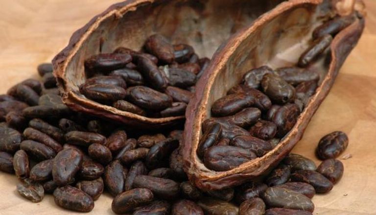 باحثون يتوصلون إلى استخدام الكاكاو منذ 5 آلاف سنة