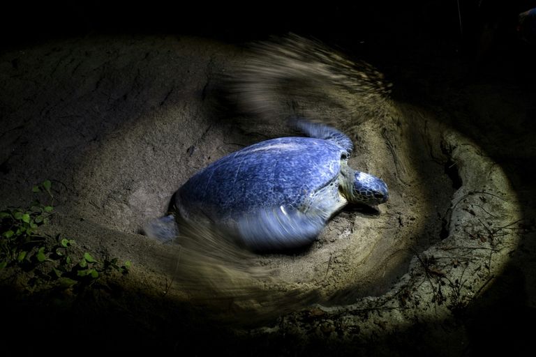 جهود حثيثة لإنقاذ السلاحف البحرية في بورما