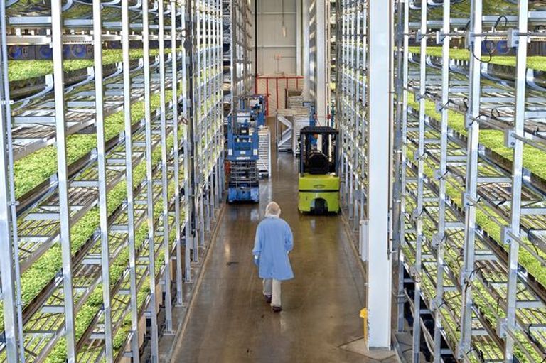 الخضراوات تزرع داخل غرف معزولة ومعقمة - صورة أرشيفية