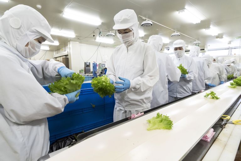 الخضراوات تزرع داخل غرف معزولة ومعقمة - صورة أرشيفية