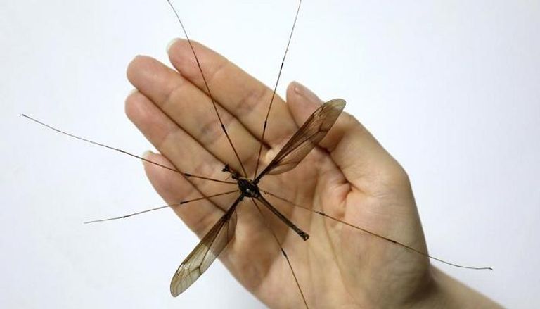 بعوضة عملاقة تدخل عالم حشرات صينيا موسوعة 