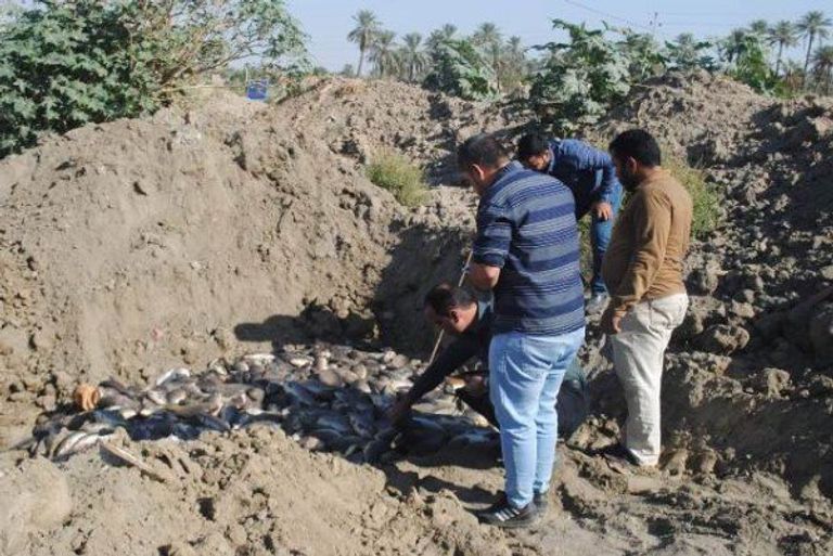 نفوق الأسماك في العراق