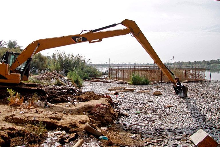 نفوق الأسماك في العراق