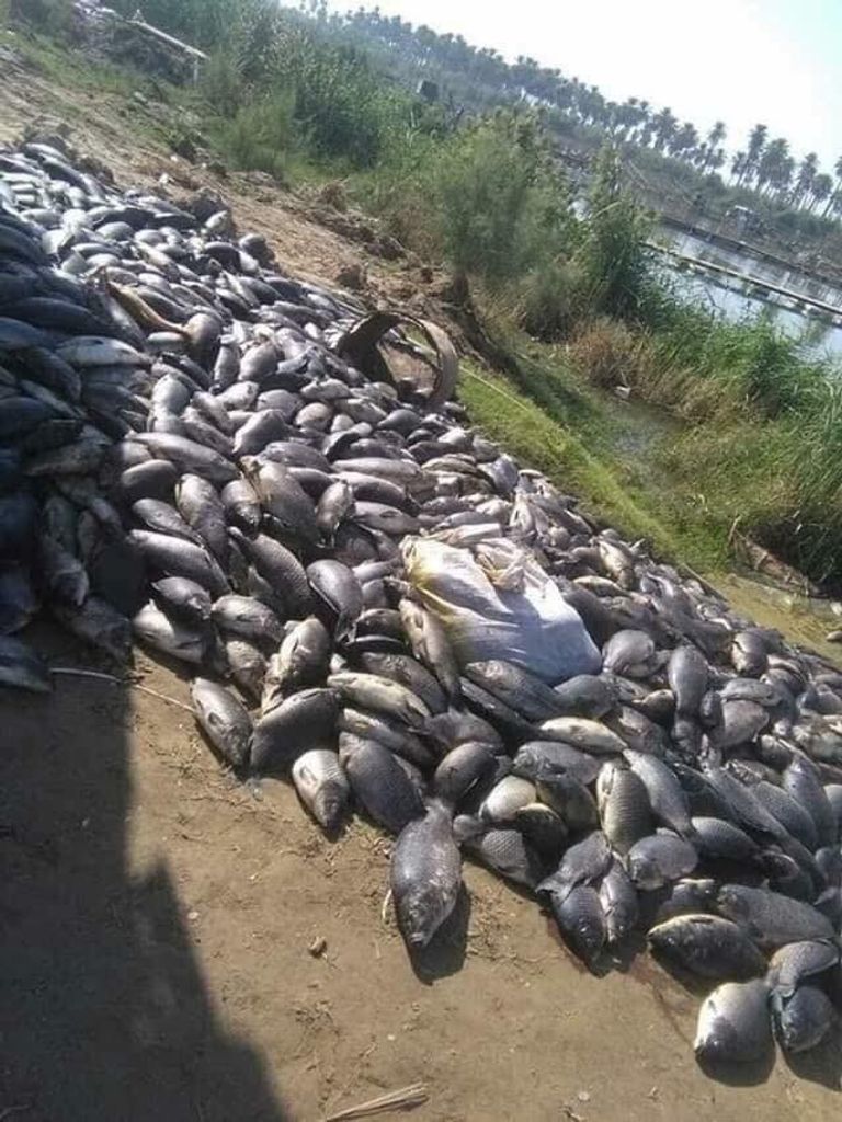 نفوق الأسماك في العراق