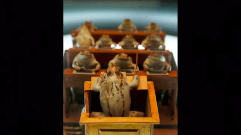 متحف الضفادع في بلدة سويسرية - صورة أرشيفية