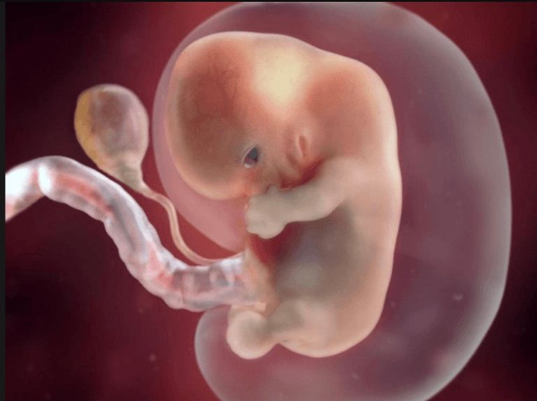 مراحل نمو وتطور الجنين في بطن الأم