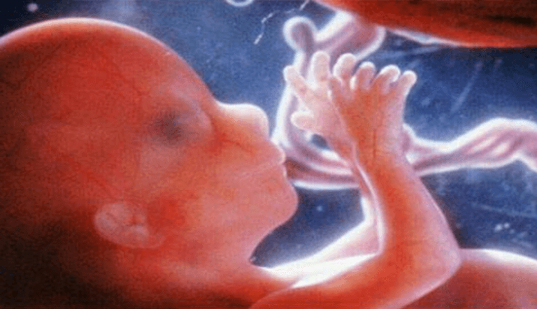 Stages of fetal development և development in the uterus