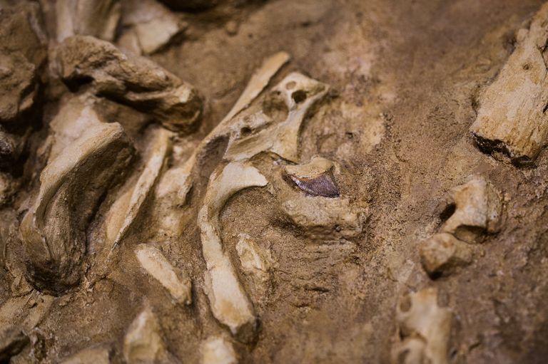 العثور على حفريات بحيرة ضخمة لزواحف تشبه الديناصورات - أرشيفية