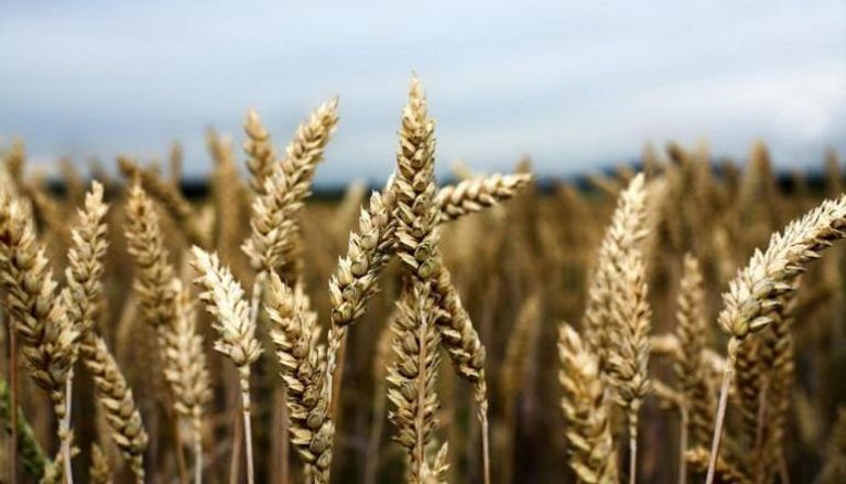 زراعات القمح الروسي - أرشيف