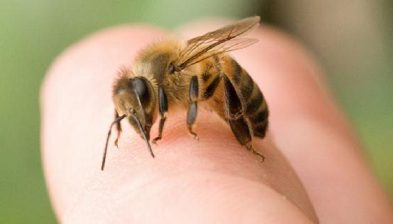 مصري يستخدم سم النحل في أغراض علاجية