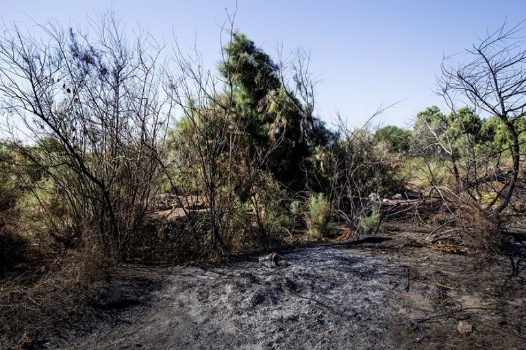 موقع البحث عن الجثث الأمهات في المكسيك يتولين مهمة البحث عن المفقودين