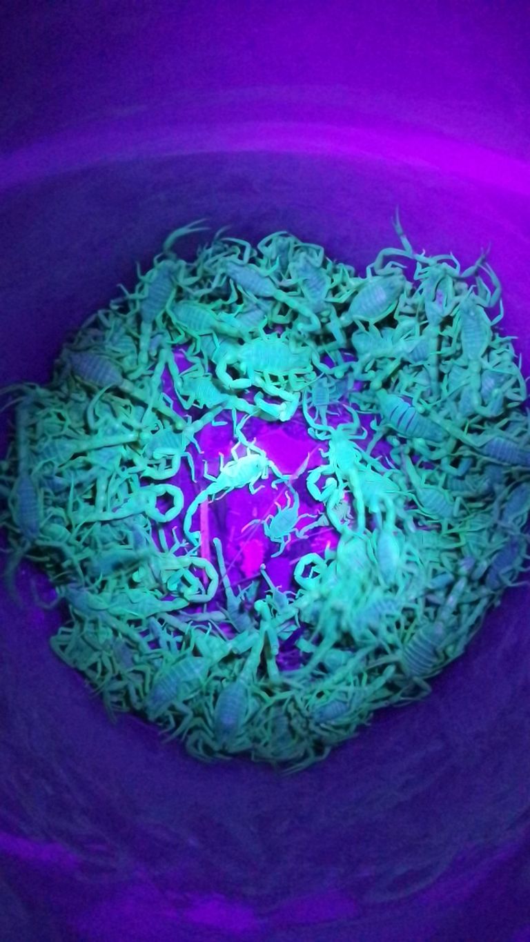 مجموعة من العقارب تم صيدها ماسك العقرب يوفر صيدا آمنا له