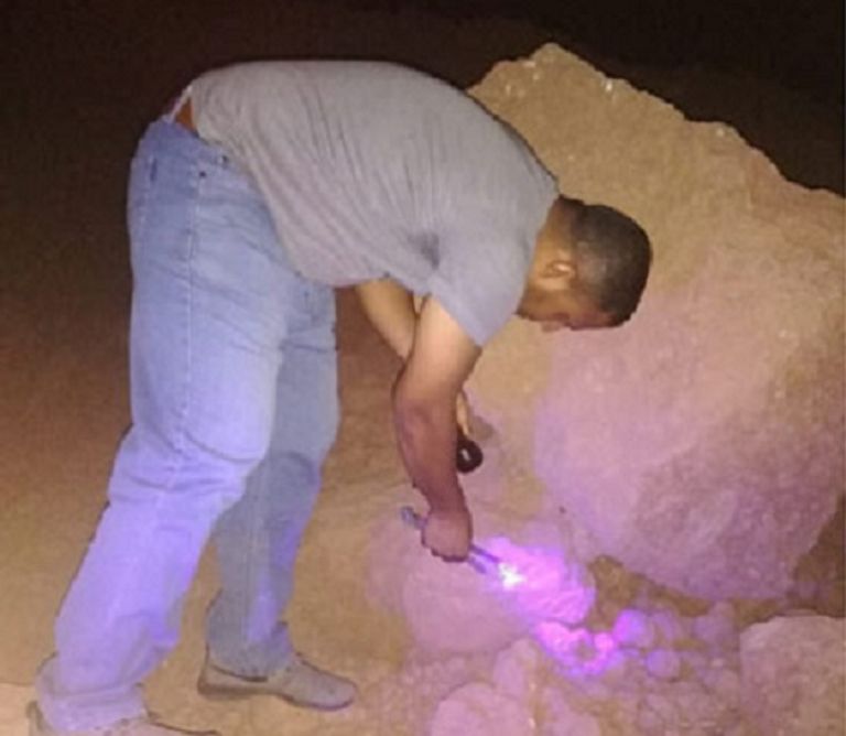 صائد عقارب يبحث عنها بجهاز الأشعة البنفسجية ماسك العقرب يوفر صيدا آمنا له