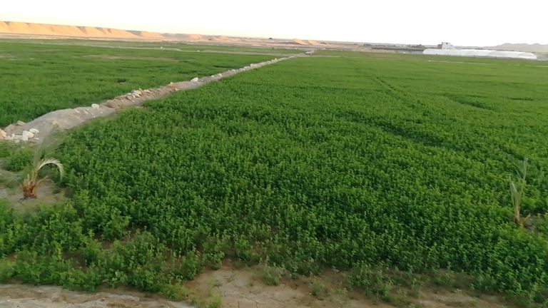 مزرعة النباتات الطبية والعطرية أحد أجزاء المشروع ماسك العقرب يوفر صيدا آمنا له