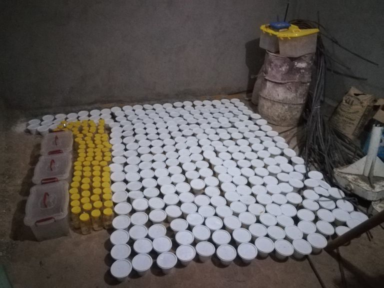 صناديق تحتوي على العقارب التي تم جمعها ماسك العقرب يوفر صيدا آمنا له