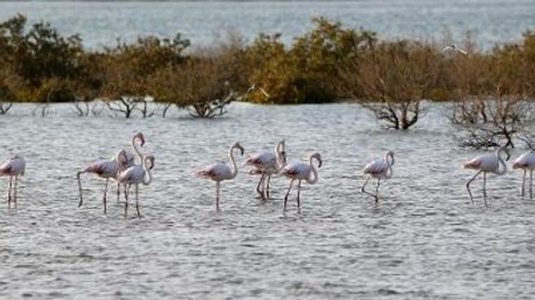 محمية صير بني ياس في أبوظبي