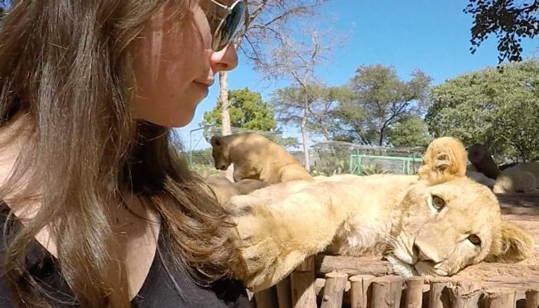 أسد وشبل في بيئتهم الطبيعية