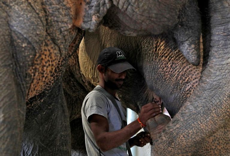 بالصور.. افتتاح أول مستشفى للفيلة في الهند - صورة 4