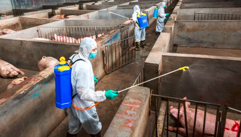 الصين تعلن اتخاذ خطوات صارمة لمكافحة حمى الخنازير الأفريقية