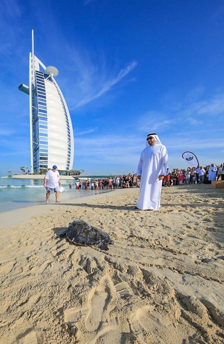 مشروع إعادة تأهيل السلاحف في دبي
