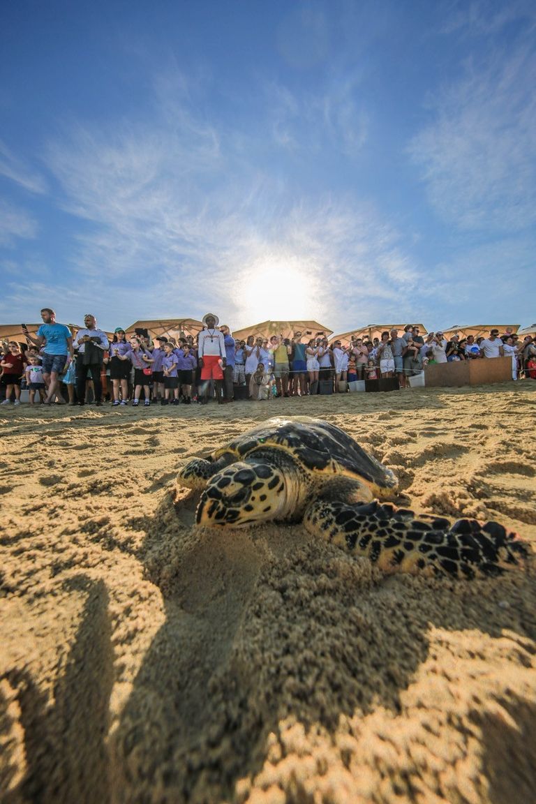 مشروع إعادة تأهيل السلاحف في دبي