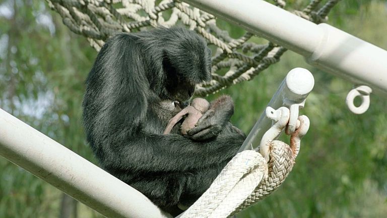 إلويس أنجبت مولودا جديدا