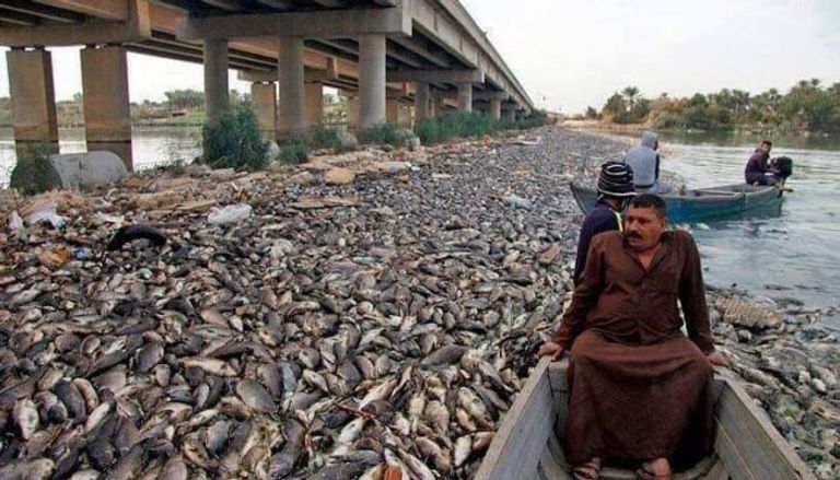 نفوق آلاف الأسماك بنهر الفرات بالعراق بسبب المعادن الثقيلة والأمونيا