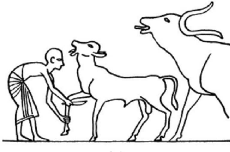 منظر يوضح طقس البتر جزء من بردية استند الباحث إليه لدحض التفسير الشائع - صورة أرشيفية