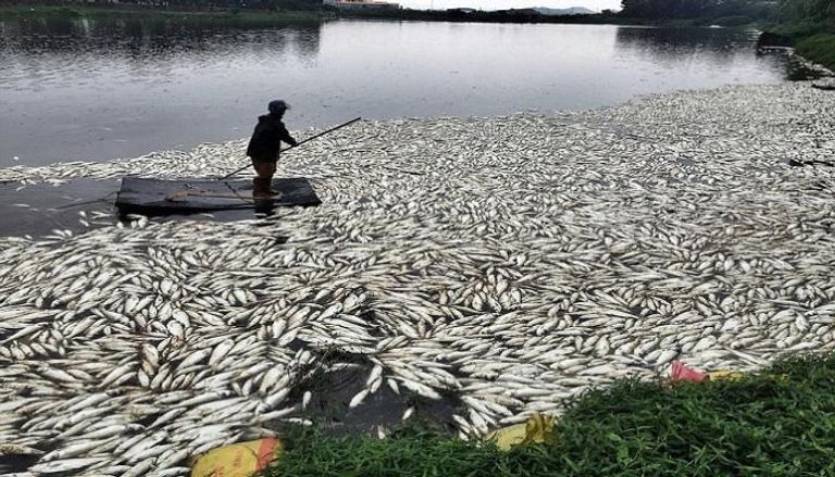 نفوق الأسماك في الصين - أرشيفية