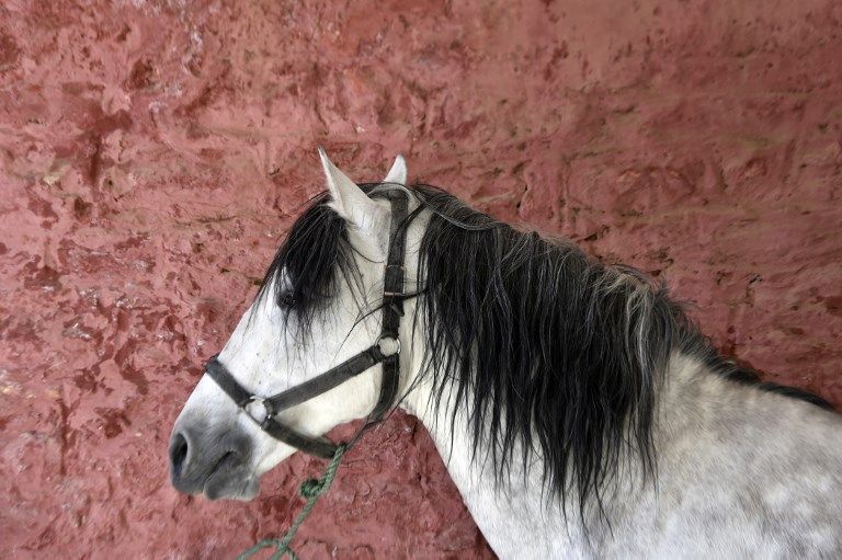  مداح العربي بطل الفروسية السابق وأحد آخر بياطير الجزائر