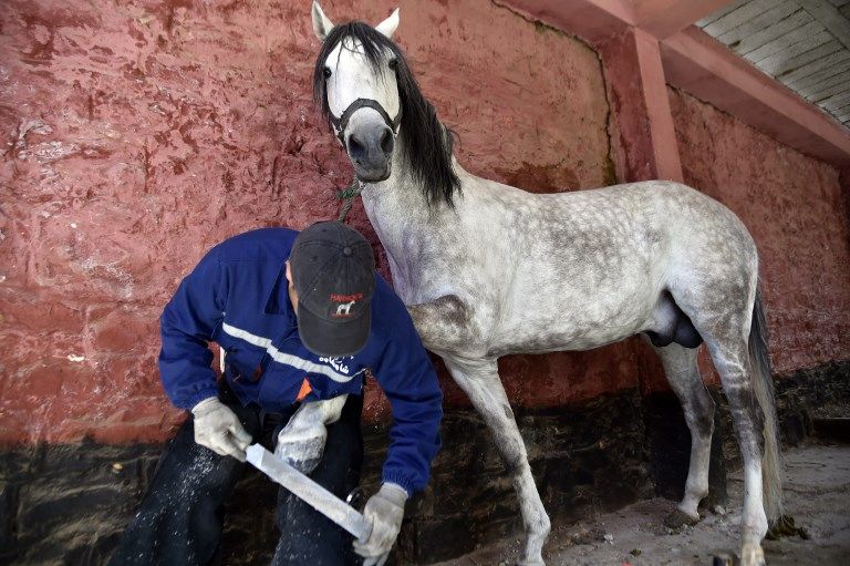  مداح العربي بطل الفروسية السابق وأحد آخر بياطير الجزائر