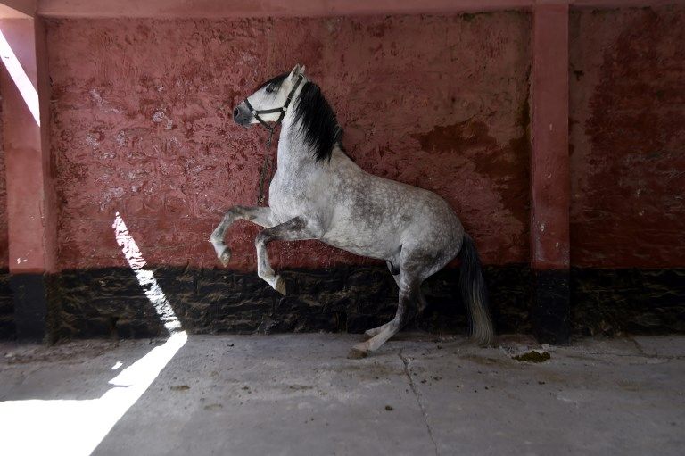  مداح العربي بطل الفروسية السابق وأحد آخر بياطير الجزائر