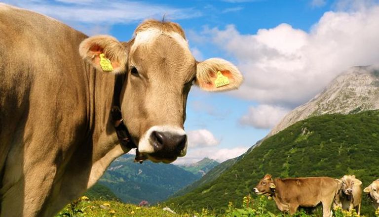 البقر السويسري