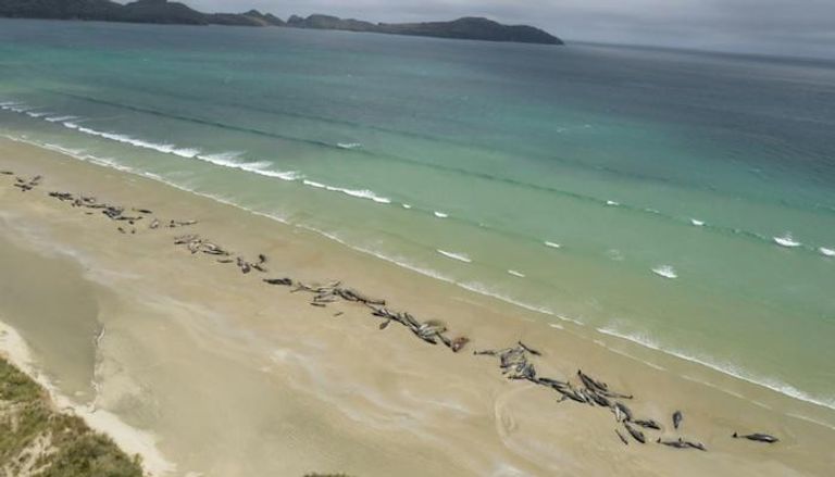 نفوق 145 حوتا عند شاطئ في منطقة نيوزيلندية نائية