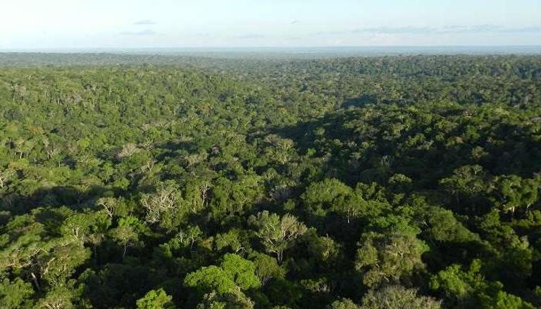 غابات الأمازون تمد الأرض بـ20% من الأكسجين