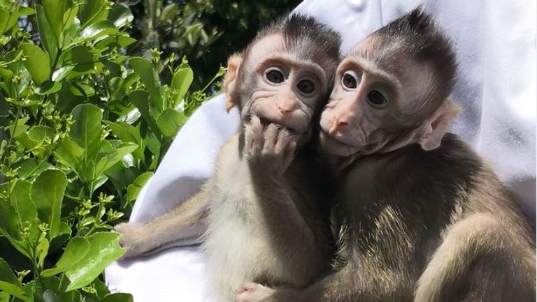 أول قرد مستنسخ في العالم 