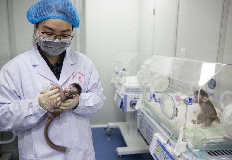 أول قرد مستنسخ في العالم 