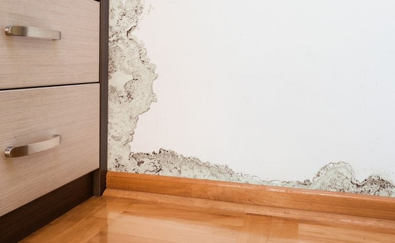 7 طرق للتخلص من عفن الأمطار - صورة أرشيفية