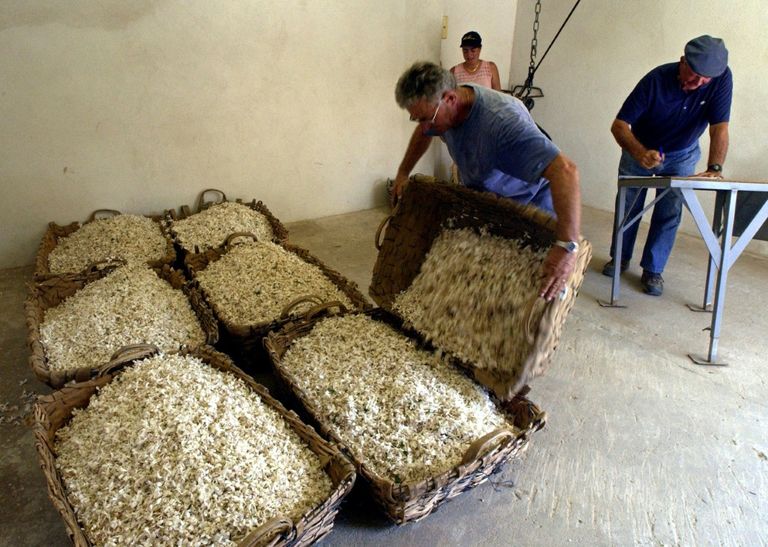 تمثال لأسطورة موسيقى الريجي الجامايكي بوب مارلي في المتحف في كينغستون