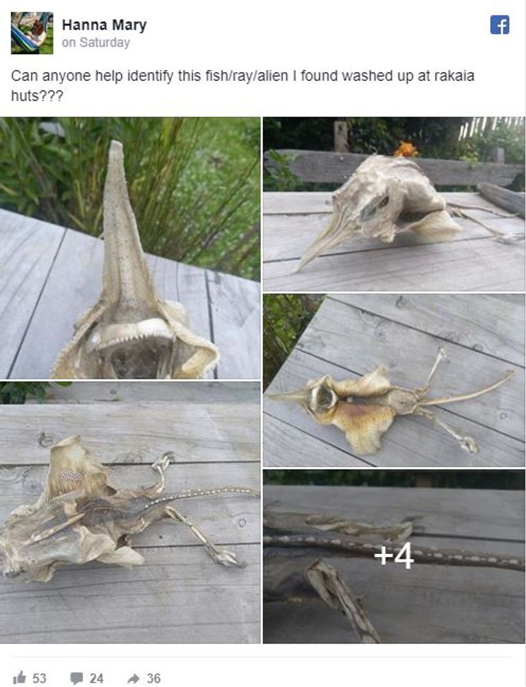 ظهور كائن مخيف على أحد شواطئ نيوزيلندا