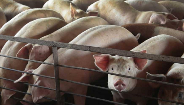 الصين تعلن عن بؤرة جديدة لإنفلونزا الخنازير الأفريقية