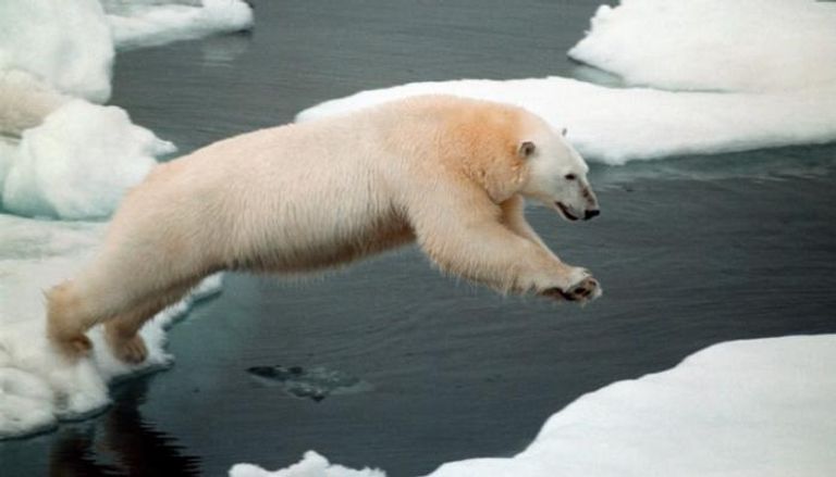 التغيّر المناخي يهدد مستقبل الدبّ القطبي في كندا - صورة أرشيفية