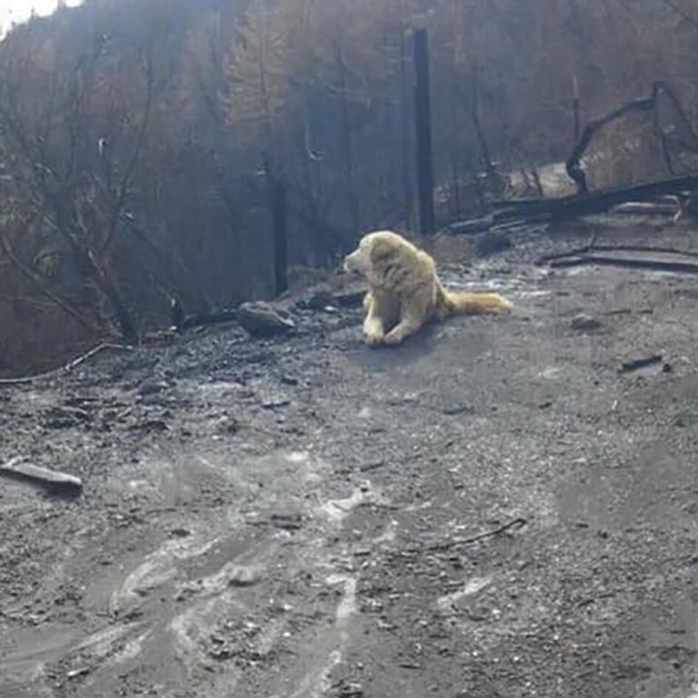 الكلب في أثناء انتظاره لعودة مالكته