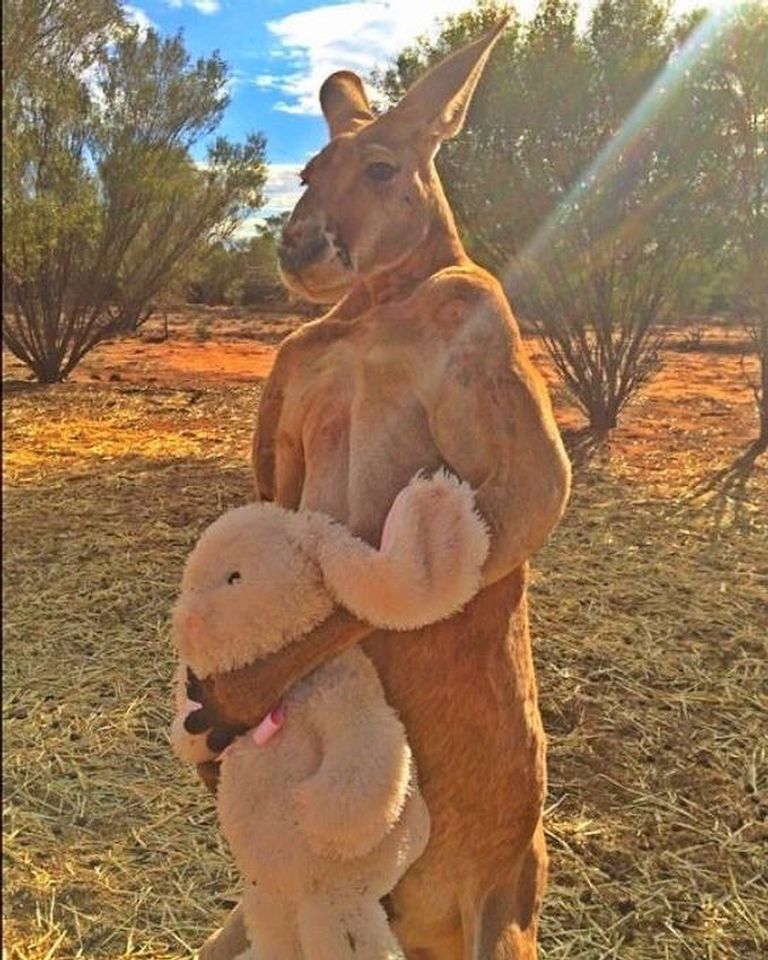 الكنغر روجر