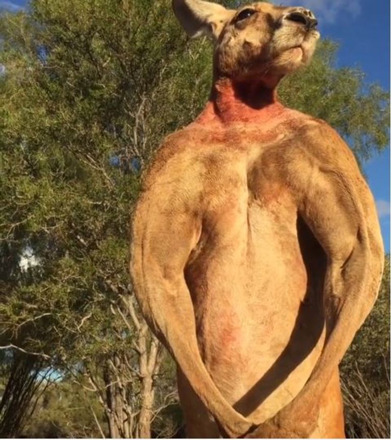 الكنغر روجر