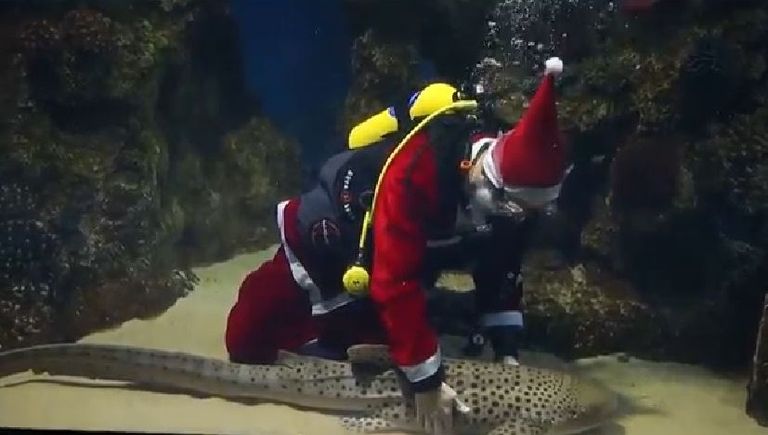 بابا نويل يقدم الطعام للأسماك في حوض سمك بمالطا