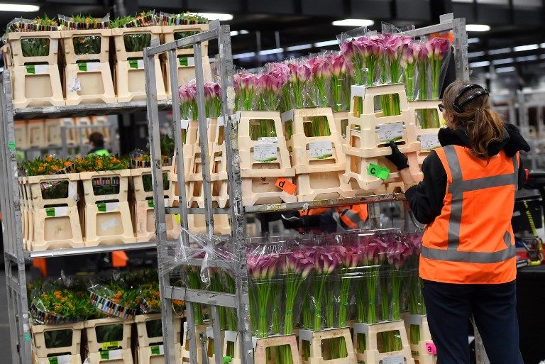 الزهور في هولندا