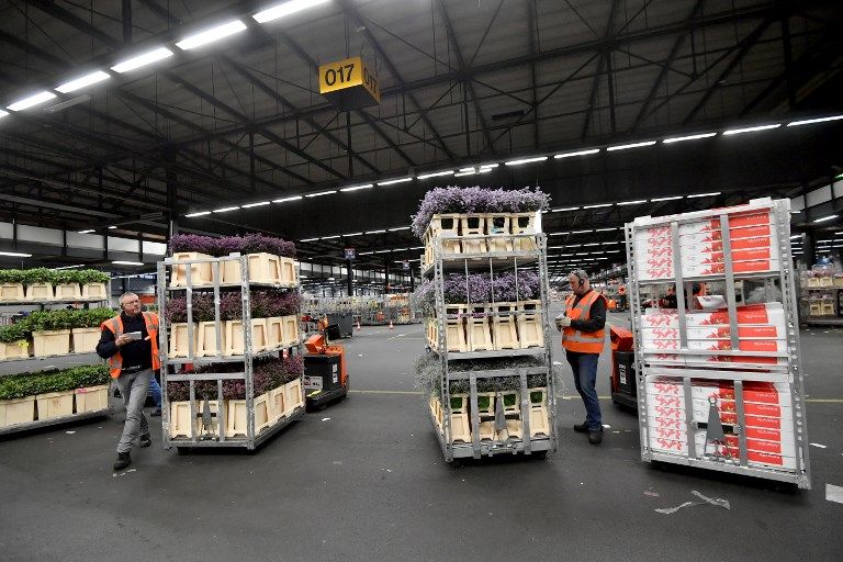 الزهور في هولندا